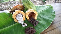 Organic chocolate tour 