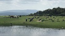 Addis City Tour + Bishoftu Crater Lakes Excursions