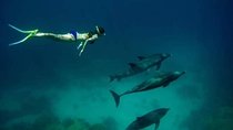 Dolphin house trip in hurghada 