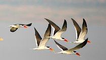 Golden Triangle Tour With Chambal Safari