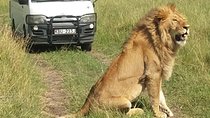 3 days Masai Mara wildebeest Migration Budget Safari 