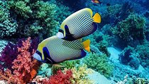 All Ticket Inclusive-Blue Lagoon Snorkeling-Ubud Monkey Forest & Ubud Waterfall 