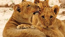 Hwange National Park Full Day Game Drive Safari