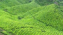 Chauffeur: Kuala Lumpur to Cameron Highlands Transfer [Car]
