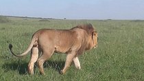 4 Days Wildebeest Migration Budget Safari Masai Mara