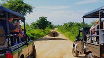 Day Excursions to Udawalawe from Colombo