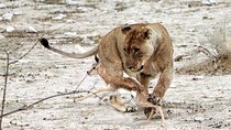 6 Day Sand, Sea & Etosha Budget Camping Safari