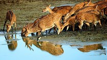 Mingle with wildlife in Sri Lanka 12days/11nights by Aaliya Tours