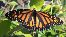 The Maui Butterfly Farm Tour