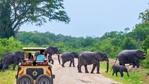 Private 02 Day Leopard Safari in Yala from Colombo