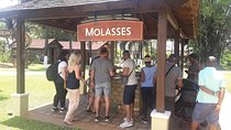 Private Appleton YS Falls and Black River Tour from Montego Bay
