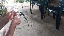 Private Rockland Bird Sanctuary Tour from Montego Bay 
