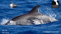Whale & Dolphin Watching boat trip