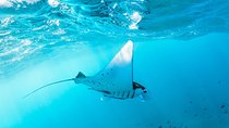 West Nusa Penida & Snorkeling Private Full day Tour
