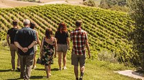 Montalcino Castle and Vineyards tour with tasting