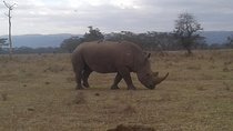 4 Days Maasai Mara and Lake Nakuru Unforgettable Safari
