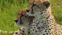  4 hours Nairobi National Park