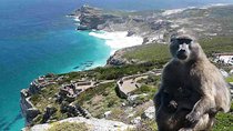 Full Day Cape Peninsula Tour in Private Car 