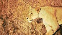 Nairobi National Park Half Day Tour