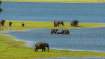 Sigiriya Rock and Wild Elephant Safari from Negombo