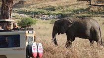 3 Day Serengeti National Park & Ngorongoro Crater Camping Safari
