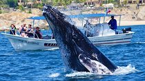 Whale Watching Tour -Incl FREE photos 