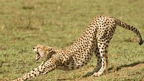 4 Days Tanzania Safari- Lake Manyara NP, Serengeti Np and Ngorongoro Crater