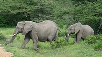 5 Days Safari to Selous & Mikumi