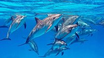Swim With Dolphin & Snorkeling Sea Trip With Lunch - Marsa Alam