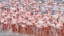 7 Days Kenya Tour Budget Safari