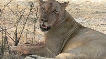 8-Day Mikumi National Park and Zanzibar Beach Holiday