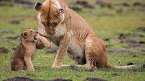  Tarangire, Serengeti, Ngorongoro, Lake Manyara National Park.