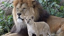 Cape Town 3-Day Attraction Tours: Aquila Safari, Cape Peninsula, Wine Tasting