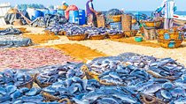 Fishing Village & Mangrove Tour Experince at Negombo (Starting from Colombo)