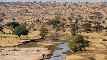  1 Day Joined Group Safari to Tarangire National Park 