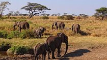 Day trip to Tarangire