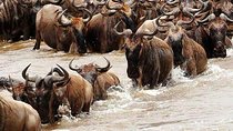5 Day Private Camping Serengeti,Ngorongoro, lake Manyara,Tarangire National Park