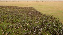 6 Days Join Group Safari Serengeti,Ngorongoro, Lake Manyara, Tarangire, Arusha