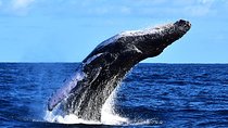 Zodiac Whale Watching Adventure - Incl FREE photos