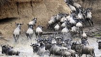 3 Day Private Lodge Safari in Serengeti National Park