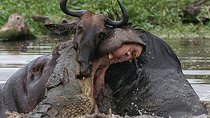 3 Day Private Safari in Serengeti and Ngorongoro National Park