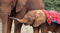 Private Safari, Nairobi National Park/elephant & Giraffe Centre