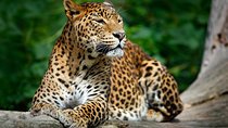 Wilpattu National Park Safari from Negombo