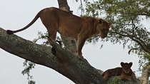 3 days Queen Elizabeth National Park Uganda Safari