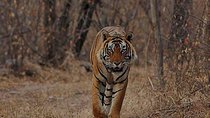 Jaipur to Ranthambore one way drop service
