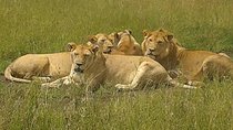 4 Days budget Camping Safari to see great Migration