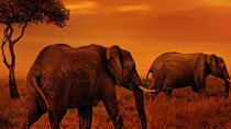 4 Days Northern Circuit lodge safaris