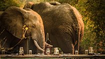 3 Days Safari - Mikumi National Park
