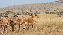 4 Day Mid-range Private Roundtrip Flying from Zanzibar