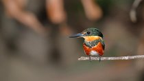 Birdwatching Manuel Antonio/ El Rey. (Marshes,rice fields,canals) Group Tour 